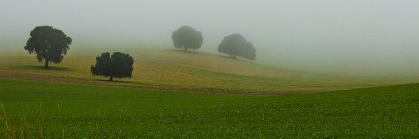 Mgła, Drzewa, Pola