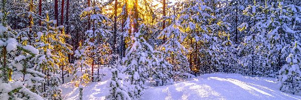 Las, Promienie słońca, Poranek, Zima