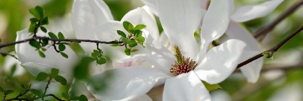 Kwiaty, Wiosna, Gałązka, Magnolia
