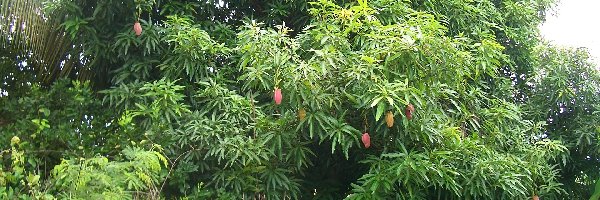 Mangowe, Drzewo, Ogród