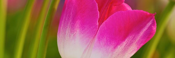 Liście, Tulipan, Różowy