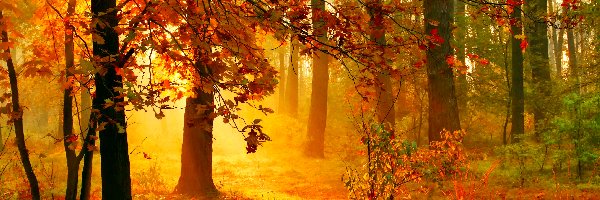 Poranne, Drzewa, Jesień, Mgła, Ścieżka, Promienie, Słońca, Las