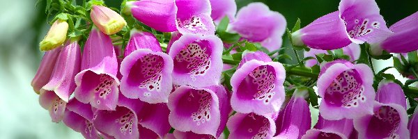 Naparstnica purpurowa, Kwiaty