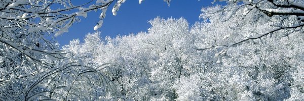 Śnieżna, Pokrywa, Drzewa