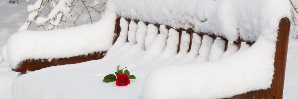 Śnieg, Zima, Róża, Ławka