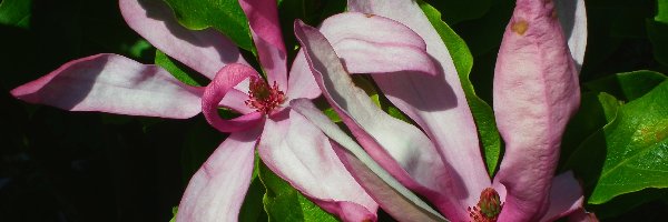 Rośliny, Magnolia, Kwiaty, Przyroda