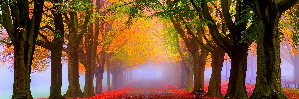 Jesień, Drzewa, Park, Mgła, Aleja
