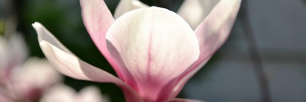Magnolii, Kwiat, Różowy