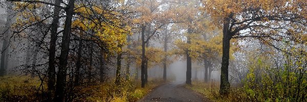 Las, Mgła, Droga, Jesień