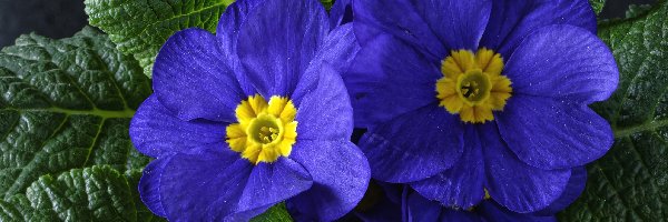 Kwiaty, Niebieskie, Pierwiosnek