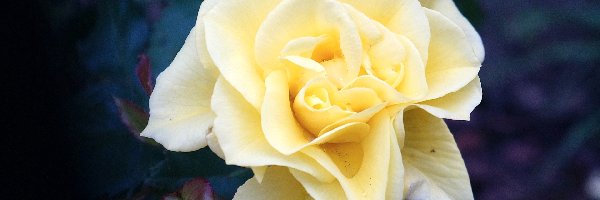 Róża, Żółta, Kwiat