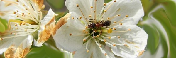 Mrówka, Jabłoń, Kwiat