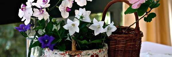 Hibiskus, Kwiaty, Dzwonki, Orchidea, Kosze, Kompozycja