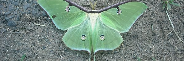 Liść, Motyl, Zielony