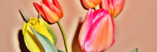 Efekty Graficzne, Tulipany, Kwiaty