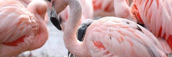 Stado, Flamingi Chilijskie, Ptaki