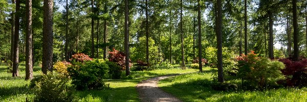 Westonbirt Arboretum, Ścieżka, Park, Anglia