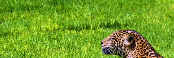 Trawa, Jaguar, Odpoczywajacy