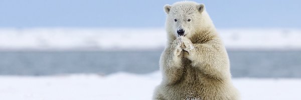 Polarny, Niedźwiedź, Arktyka
