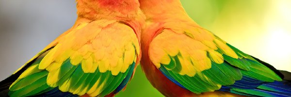 Papużki, Kolorowe, Dwie