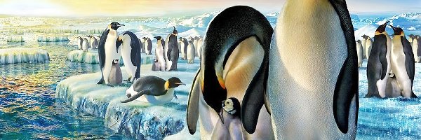 Kra, Pingwiny