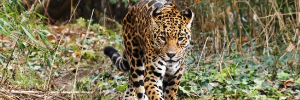 Las, jaguar