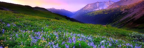 Kwiaty, Łąka, Góry