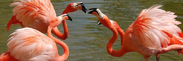 Szyje, Wygięte, Flamingi