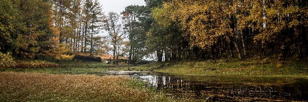 Jezioro, Park, Drzewa, Trawa, Glenridding, Anglia