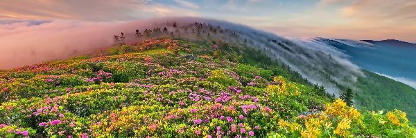 Mgła, Łąka, Góry, Wiosna, Kwiaty