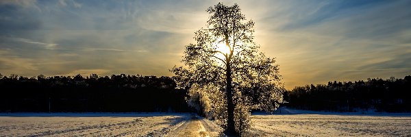Wschód, Drzewo, Słońca, Śnieg, Promienie