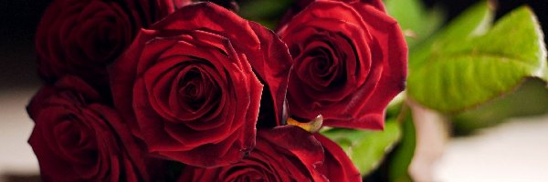 Róże, Czerwone