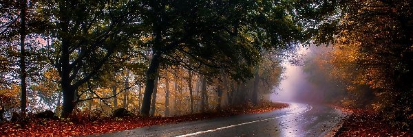 Jesień, Las, Droga, Mgła, Liście