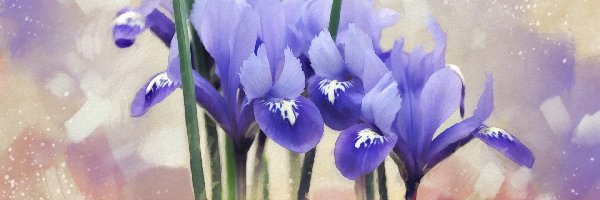 Kwiaty, Irysy, Niebieskie, Obraz