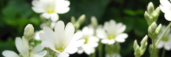 Kwiatuszki, Polne, Białe