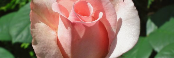 Róża, Kwiat, Przyroda