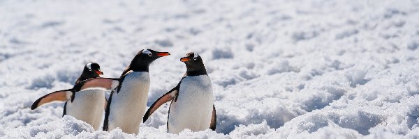 Śnieg, Pingwiny białobrewe, Antarktyda