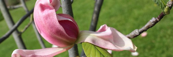 Magnolia, Gałązki, Kwiat