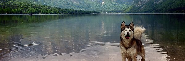 Siberian Husky, Góry, Woda