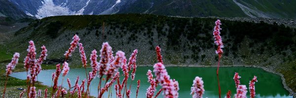 Góry, Kwiaty, Jezioro, Pakistan, Śnieg