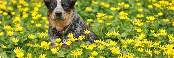 Kwiaty, Łąka, Australian cattle dog