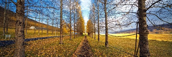 Drzewa, Ścieżka, Liście, Jesień