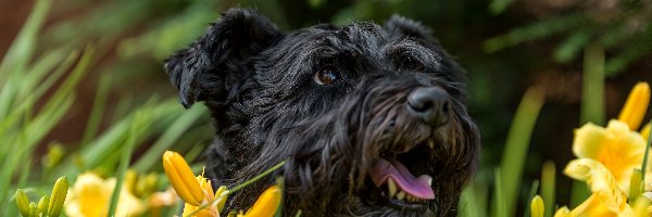 Pies, Kwiaty, Żółte, Czarny