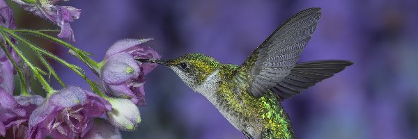 Kwiaty, Koliberek