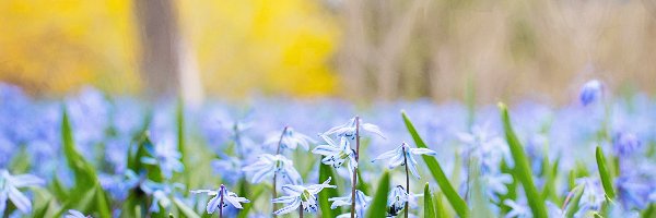 Kwiaty, Niebieskie, Wiosna