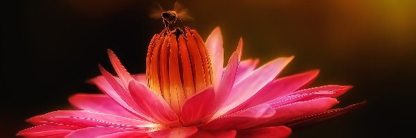 Pszczoła, Lilia wodna, Makro, Kwiat