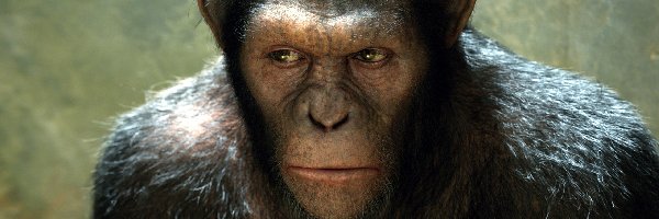 Szympans, Geneza Planety Małp, Film, Zły