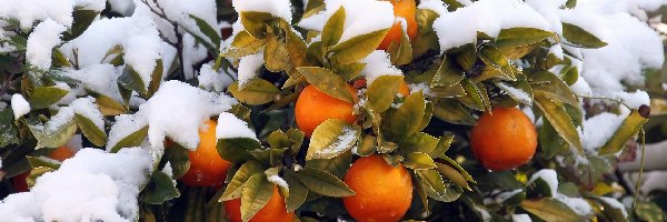 Śnieg, Pomarańczowe, Drzewko