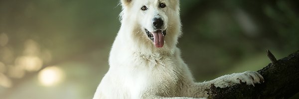 Konar, Biały owczarek szwajcarski, Pies