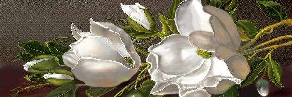 Magnolia, Kwiaty, Białe